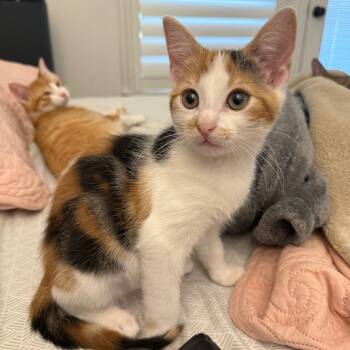 Rescue Domestic Short Hair Cats for Adoption in Aledo, Texas - Bonnie | PetCurious