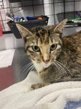 Tammy -  Domestic Short Hair Cat for Adoption in Mobile, Alabama - Tammy | PetCurious