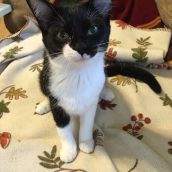 Perri -  Domestic Short Hair Cat for Adoption in Blaine, Minnesota - Perri | PetCurious