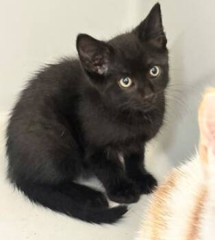 Rescue Domestic Short Hair Cats for Adoption in Stafford, Virginia - Pizzaz | PetCurious