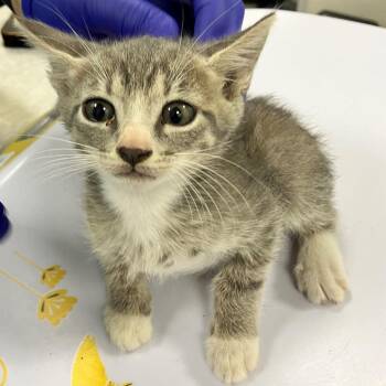 Snicket -  Domestic Short Hair Cat for Adoption in Las Cruces, New Mexico - Snicket | PetCurious