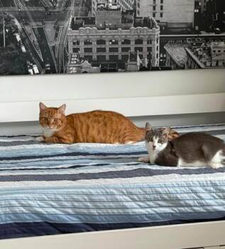 Domestic Short Hair and Russian Blue Cats Available for Adoption - THE ODDEST COUPLE - Kara & Miss Ash PERFECTLY IMPERFECT  | PetCurious