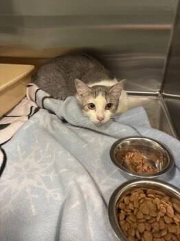 Project Narnia -  Domestic Short Hair Cat for Adoption in Kansas City, Missouri - Project Narnia | PetCurious