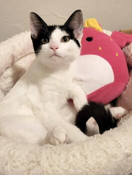 Tulumba -  Domestic Short Hair Cat for Adoption in Tucson, Arizona - Tulumba | PetCurious