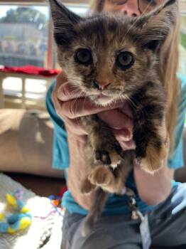 Jossalyn -  Domestic Short Hair Cat for Adoption in Salinas, California - Jossalyn | PetCurious