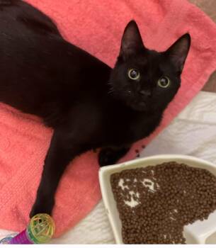 Domestic Short Hair Cats Available for Adoption - Tessa Wobli | PetCurious
