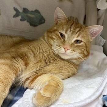 Domestic Short Hair Cats Available for Adoption - Tom | PetCurious