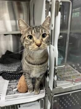 Domestic Short Hair Cats Available for Adoption in Fort Worth, Texas - Skittles | PetCurious