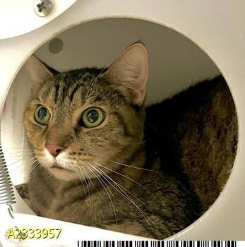 LIL EMMA -  Domestic Short Hair Cat for Adoption in West Palm Beach, Florida - LIL EMMA | PetCurious