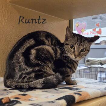 Runtz -  Domestic Short Hair Cat for Adoption in Mayfield, New York - Runtz | PetCurious