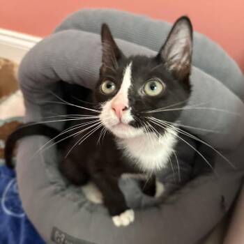 Clyde -  Domestic Short Hair Cat for Adoption in Port Richey, Florida - Clyde | PetCurious