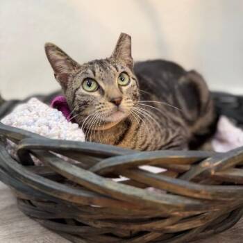 Tabby and Domestic Short Hair Cats Available for Adoption - Honey Sweet | PetCurious