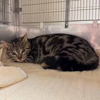 Domestic Short Hair Cats Available for Adoption in Bristol, Indiana - Ivy | PetCurious