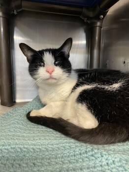 Rescue Domestic Short Hair Cats for Adoption in Aurora, Illinois - BABY | PetCurious