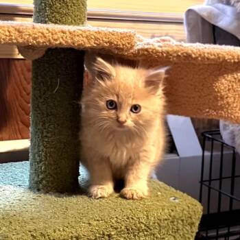 CT PB&J avail Jun 6 (Foster in Stafford, CT) -  Domestic Medium Hair Cat Available for Adoption in Eastford, Connecticut - CT PB&J Avail Jun 6 (Foster In Stafford, CT) | PetCurious