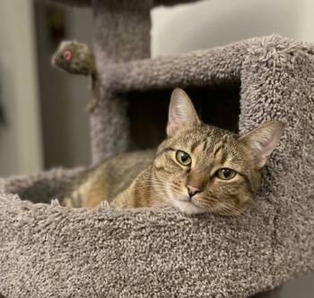 Ninja -  Domestic Short Hair Cat for Adoption in Chandler, Arizona - Ninja | PetCurious