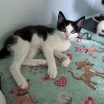 Rescue Domestic Short Hair Cats for Adoption in Portage, Michigan - Brandan | PetCurious