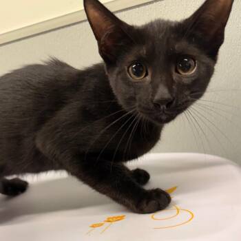Humphry -  Domestic Short Hair Cat for Adoption in Tampa, Florida - Humphry | PetCurious