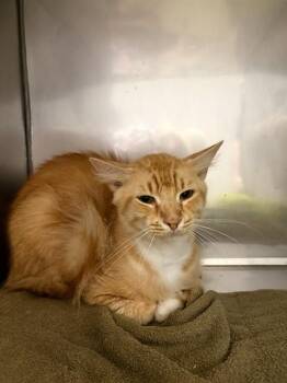 PABLO ESCAMEOW -  Domestic Medium Hair Cat for Adoption in Killeen, Texas - PABLO ESCAMEOW | PetCurious