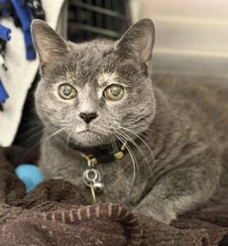 Silvermist -  Domestic Short Hair Cat for Adoption in Lansing, Michigan - Silvermist | PetCurious