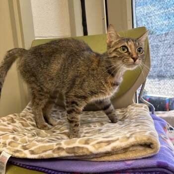 Lulu -  Domestic Short Hair Cat for Adoption in Harrisonburg, Virginia - Lulu | PetCurious