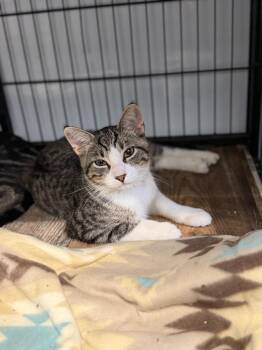 EMERSON -  Domestic Short Hair Cat for Adoption in Algona, Iowa - EMERSON | PetCurious