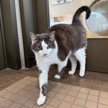 Rescue Domestic Short Hair Cats for Adoption in Truckee, California - Zephyr | PetCurious