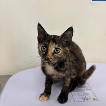 Summer -  Domestic Short Hair Cat for Adoption in New York, New York - Summer | PetCurious