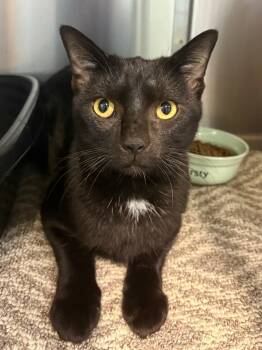 Rescue Domestic Short Hair Cats for Adoption in Fort Lauderdale, Florida - Halo | PetCurious