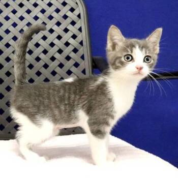 Mercury -  Domestic Short Hair Cat for Adoption in Fort Davis, Texas - Mercury | PetCurious