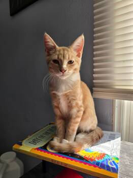Saffron -  Domestic Short Hair Cat for Adoption in Barrington, Illinois - Saffron | PetCurious