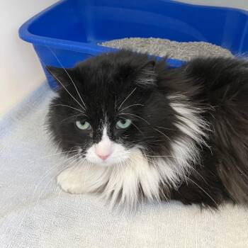 Domestic Long Hair Cats Available for Adoption in Burlington, Ontario - Jesse | PetCurious