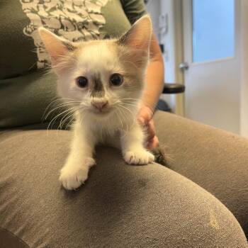 Hopper -  Domestic Medium Hair Cat for Adoption in Albert Lea, Minnesota - Hopper | PetCurious