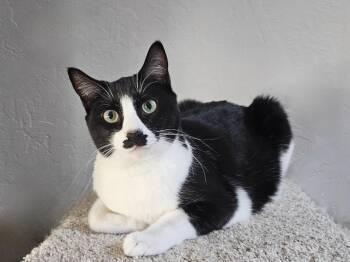 Rescue Domestic Short Hair Cats for Adoption in Phoenix, Arizona - Ellis | PetCurious