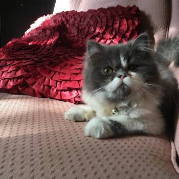 Rescue Persian Cats for Adoption in Lynchburg, Virginia - Azora | PetCurious