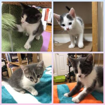 Jule, Ash, Storm & Snow -  Tabby Cat for Adoption in Closter, New Jersey - Jule, Ash, Storm & Snow | PetCurious