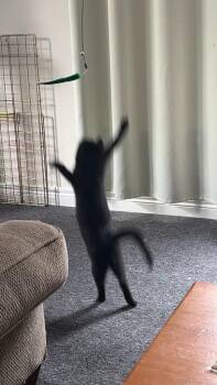 Jessie -  Domestic Short Hair Cat for Adoption in Arthur, Ontario - Jessie | PetCurious