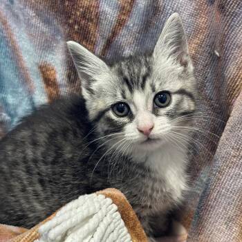 Tom -  Domestic Short Hair Cat for Adoption in Matteson, Illinois - Tom | PetCurious