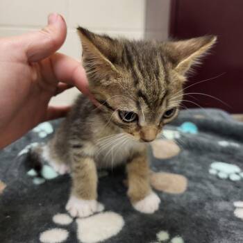 SCFL-Stray-66733_2_3_4 -  Domestic Short Hair Cat for Adoption in Lake Panasoffkee, Florida - SCFL-Stray-66733_2_3_4 | PetCurious