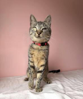 Tabby Cats Available for Adoption - PEPPER | PetCurious