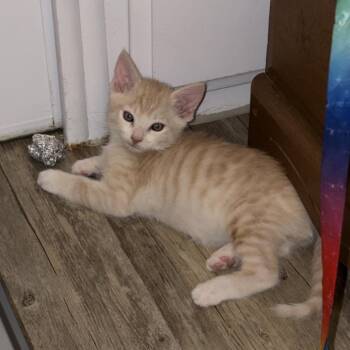 Vulture -  Domestic Short Hair Cat for Adoption in Long Beach, California - Vulture | PetCurious