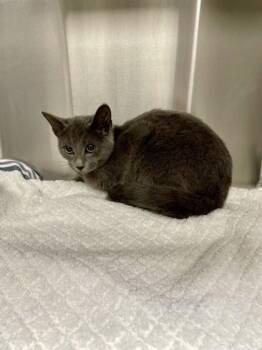 Domestic Short Hair Cats Available for Adoption - Pumpernickel | PetCurious