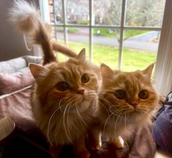 Persian Cats Available for Adoption in Allentown, New Jersey - Shereen & Hannah | PetCurious
