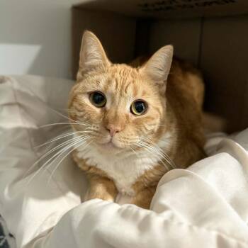 Domestic Short Hair Cats Available for Adoption - Pippa | PetCurious