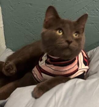 Rescue Domestic Short Hair Cats for Adoption in Hatley, Wisconsin - Mungo | PetCurious