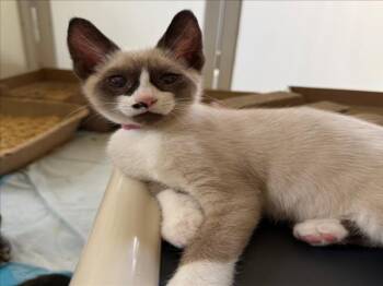 *LOGAN -  Snowshoe and Siamese Cat for Adoption in Woodland, California - *LOGAN | PetCurious