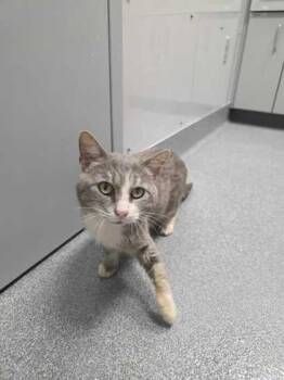 Count Catula -  Domestic Short Hair Cat for Adoption in Sevierville, Tennessee - Count Catula | PetCurious