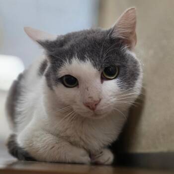 Marshscar -  Domestic Short Hair Cat for Adoption in Chatham, Virginia - Marshscar | PetCurious