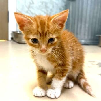 PHOEBE -  Domestic Short Hair Cat for Adoption in Joshua Tree, California - PHOEBE | PetCurious