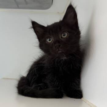 Cove -  Domestic Medium Hair Cat for Adoption in Oakland, California - Cove | PetCurious